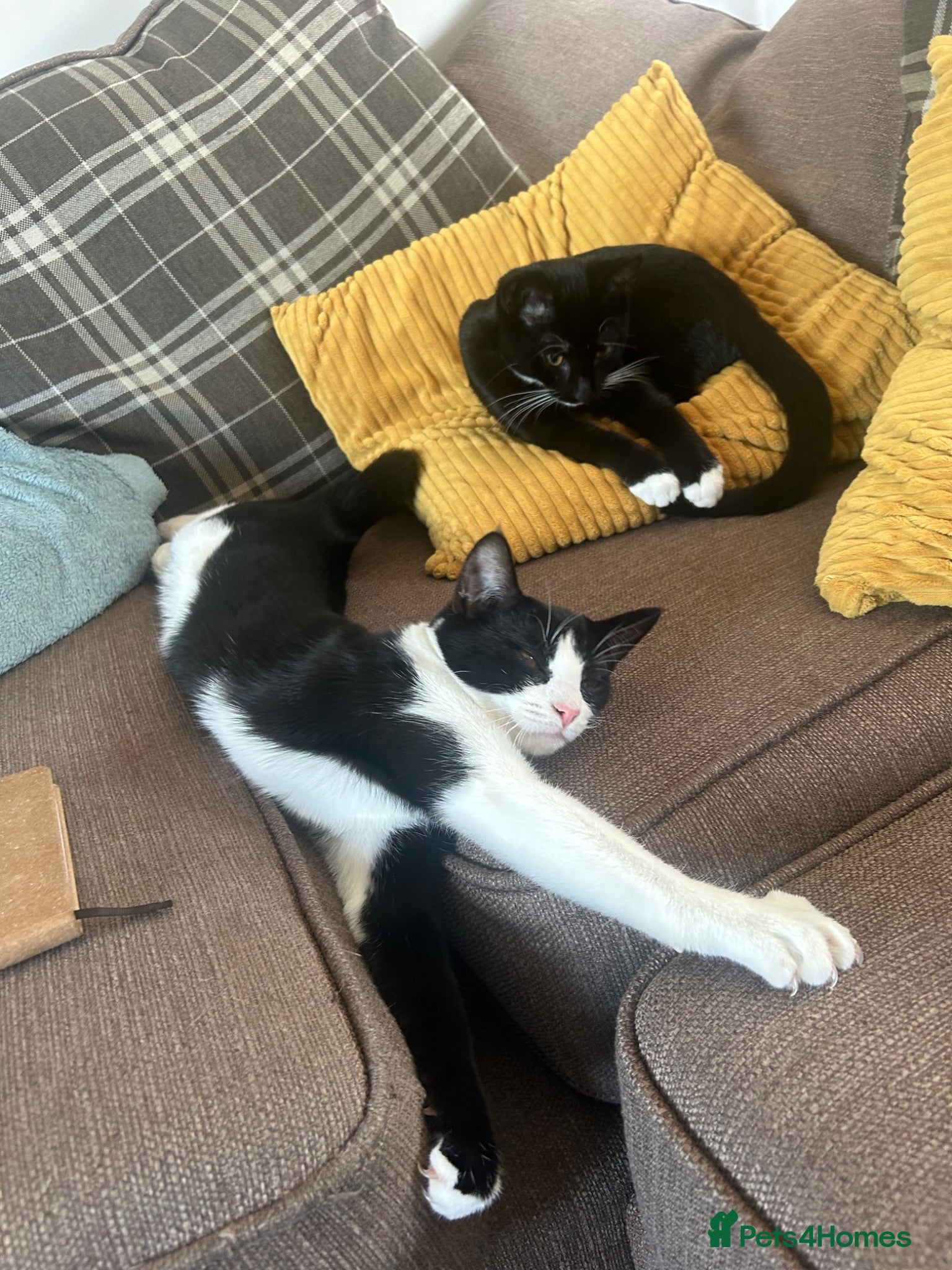 Mixed Breed cats 2 sister cats lilo and boots  - Advert 1