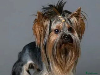 Yorkshire Terrier dogs - Advert 5