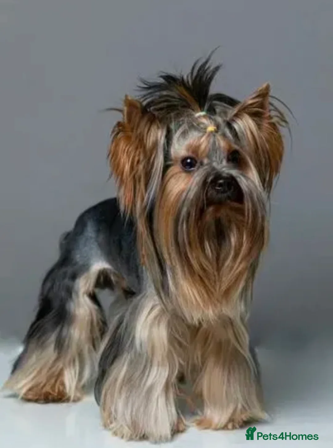 Yorkshire Terrier dogs for stud: beautiful Ryo (a lot experience) - Advert 1