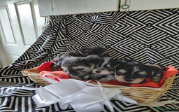 Morkie dogs for sale: Stunning F1 Morkie Puppies - Image 10