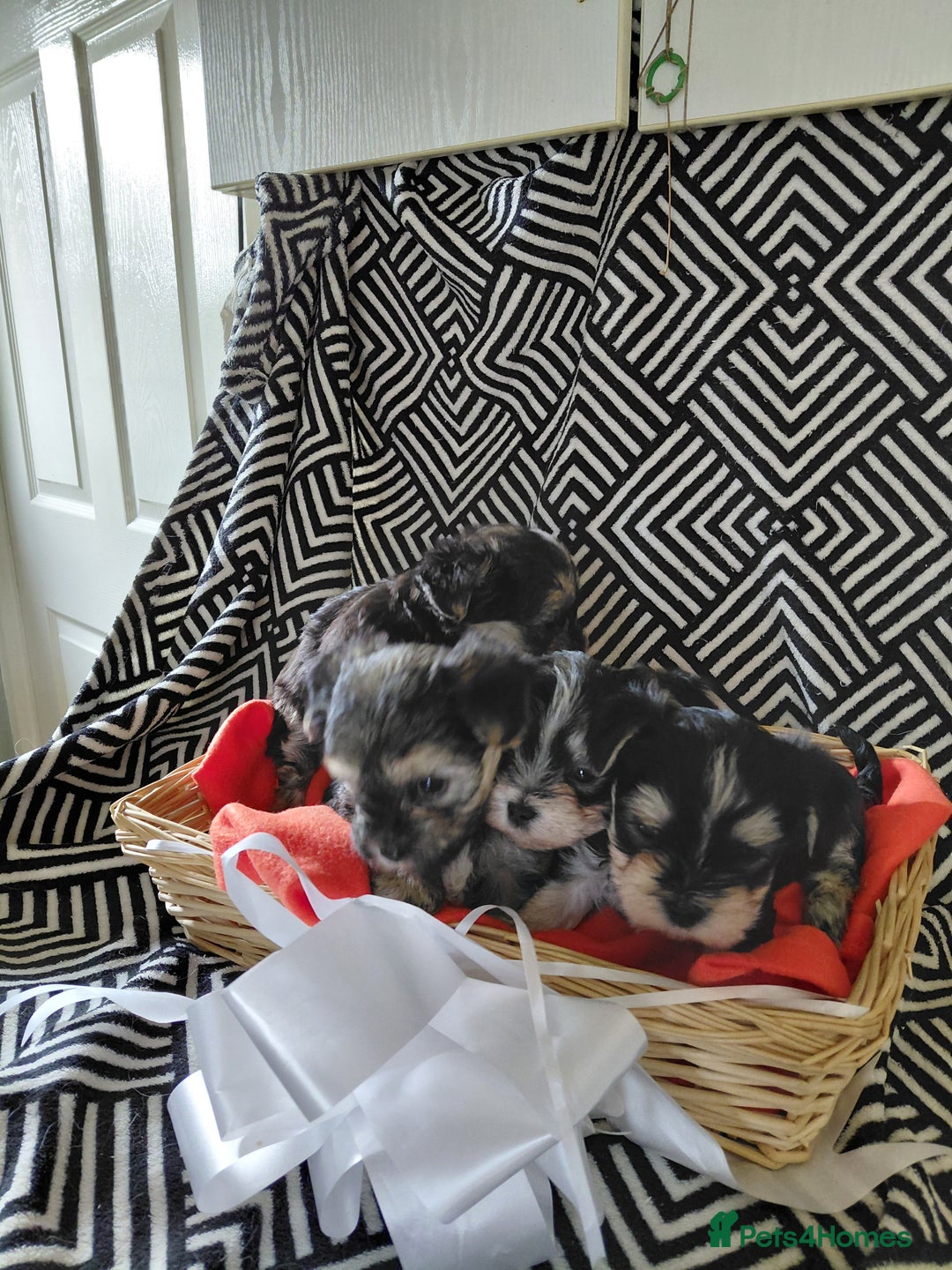 Morkie dogs for sale: Stunning F1 Morkie Puppies - Image 10