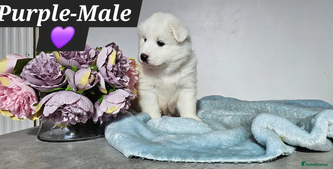 Samoyed dogs for sale: ‼️KC Registered Puppies!!!‼️ - Advert 16
