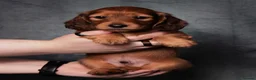 Miniature Dachshund dogs for sale: Champion Lines, Longhaired Miniature dachshunds - Advert 7