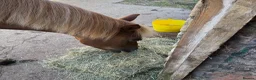 Irish Cob horses for sale: Lovely little mare - Advert 3