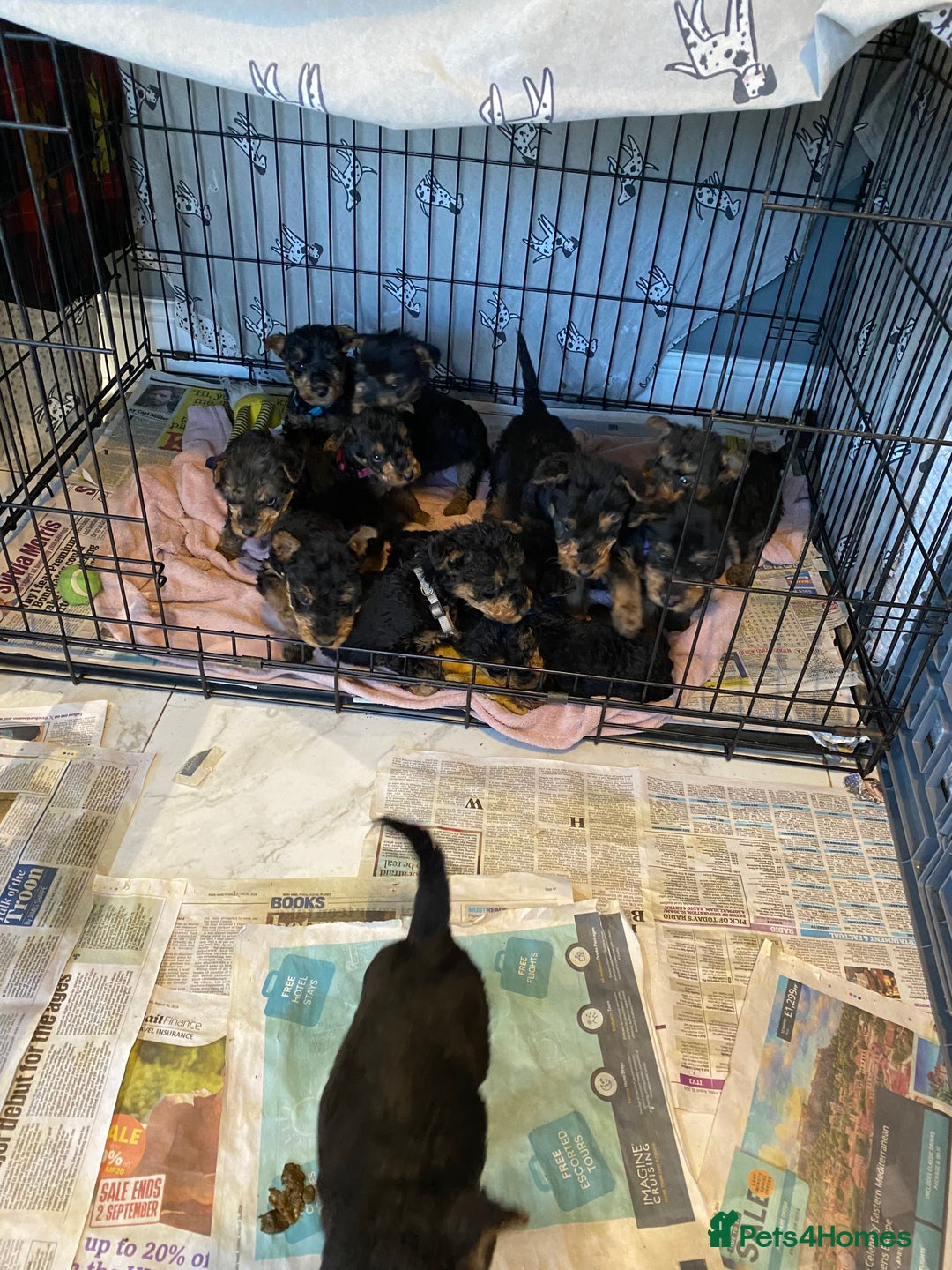 Airedale Terrier dogs for sale: Pure breed Airedale Terriers for sale - Advert 18