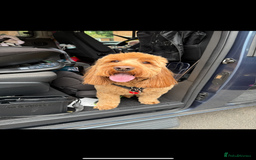 Cockapoo dogs for sale: Cockapoo - Image 7