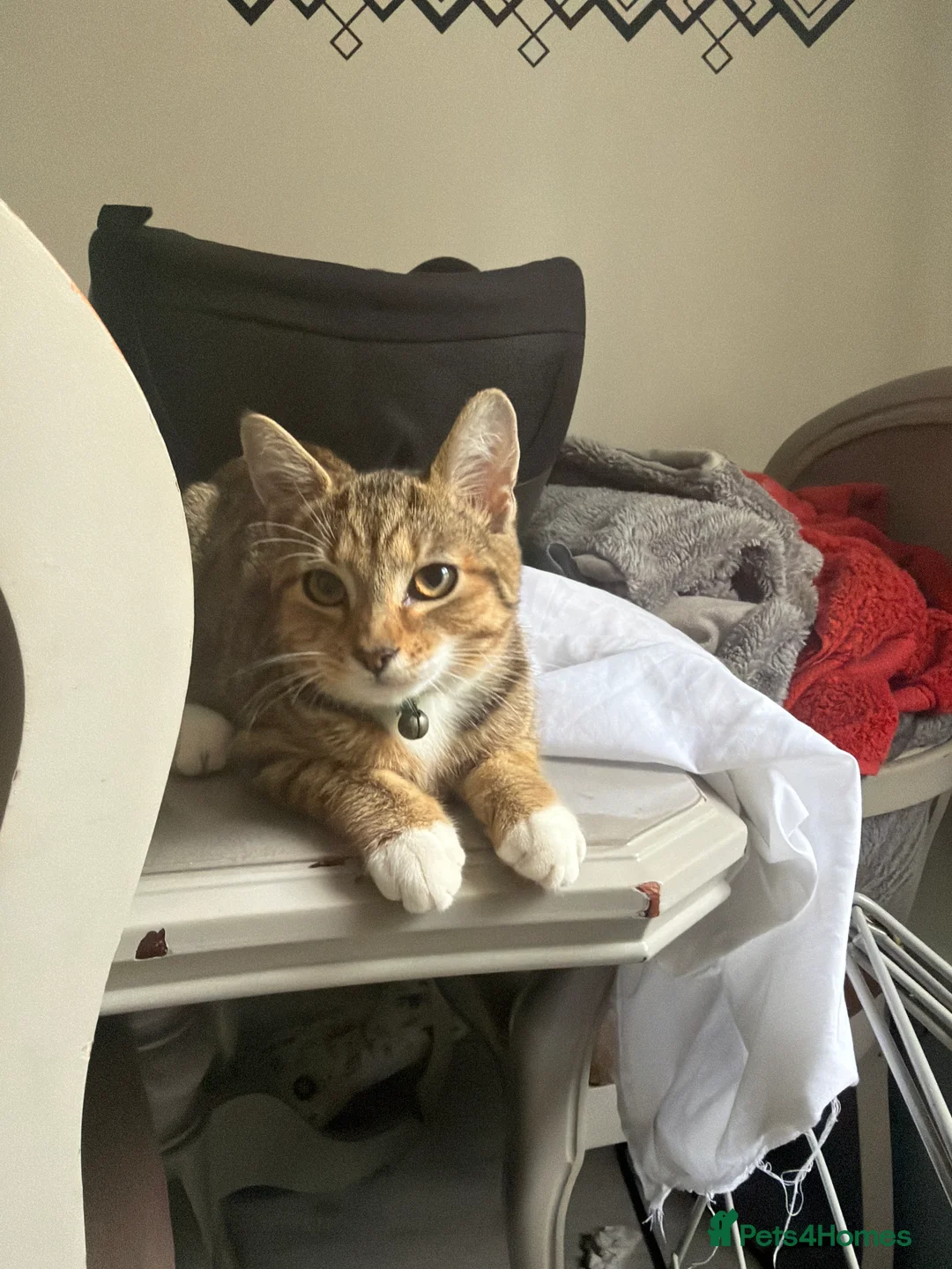 Mixed Breed cats for sale: Cat and 2 kittens looking for a loving home  - Advert 2