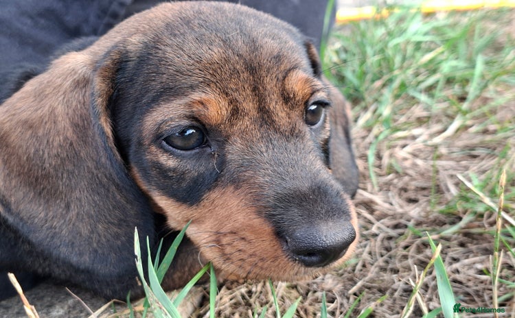 Dachshund dogs - Advert 12