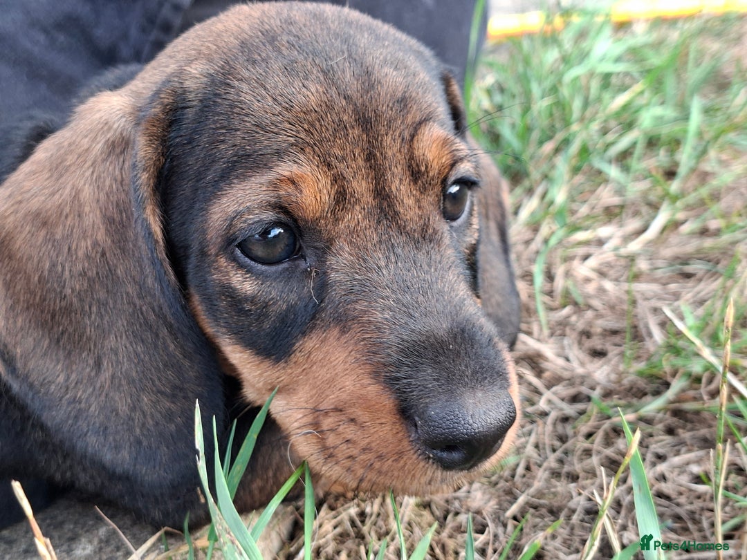 Dachshund dogs for sale: Working teckel puppies (parents European imports) - Image 1