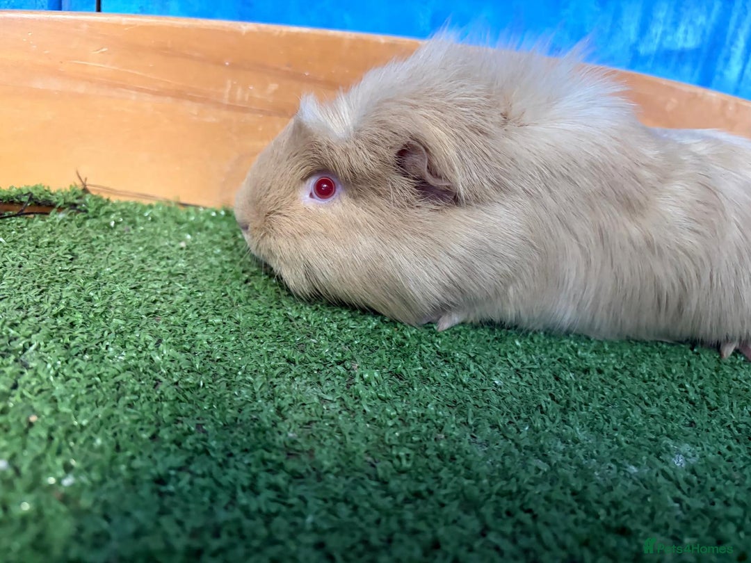 Guinea Pig rodents for sale: 5 cute and well handled Guinea pigs - Advert 8