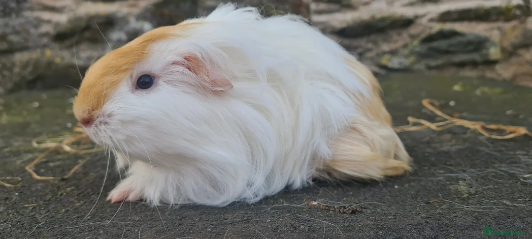 Guinea Pig rodents for sale: Male sheltie guinea pig  - Advert 1