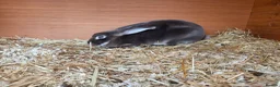 Rex rabbits for sale: Chocolate otter vm Doe - Advert 2