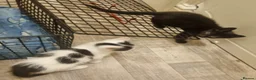 Mixed Breed cats for sale: Mix breed kittens in Boston - Advert 6