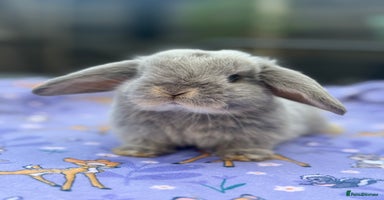 Mini Lop rabbits - Advert 9