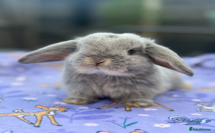 Mini Lop rabbits - Advert 1