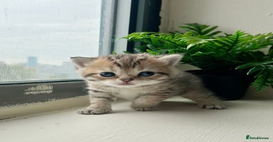 British Shorthair cats - Advert 7
