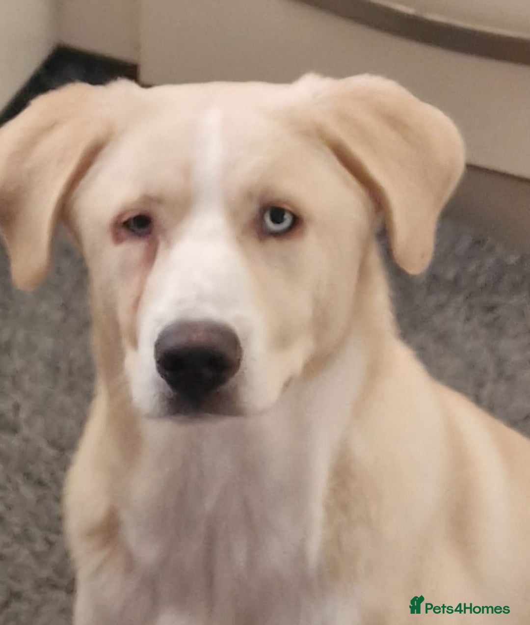 Mixed Breed dogs for sale: Romanian crossbreed  - Advert 1