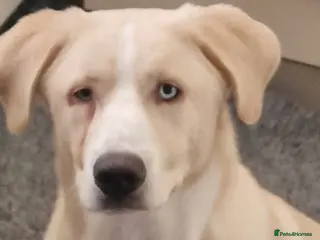 Mixed Breed dogs Romanian crossbreed - Advert 8