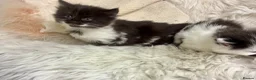 Turkish Angora cats for sale: Mix Turkish angora kitten  - Advert 4
