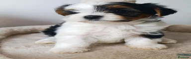 Biewer Terrier Girl tricolor 