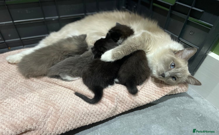 Ragdoll cats - Advert 10