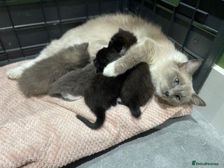 Ragdoll cats for sale - Advert 1