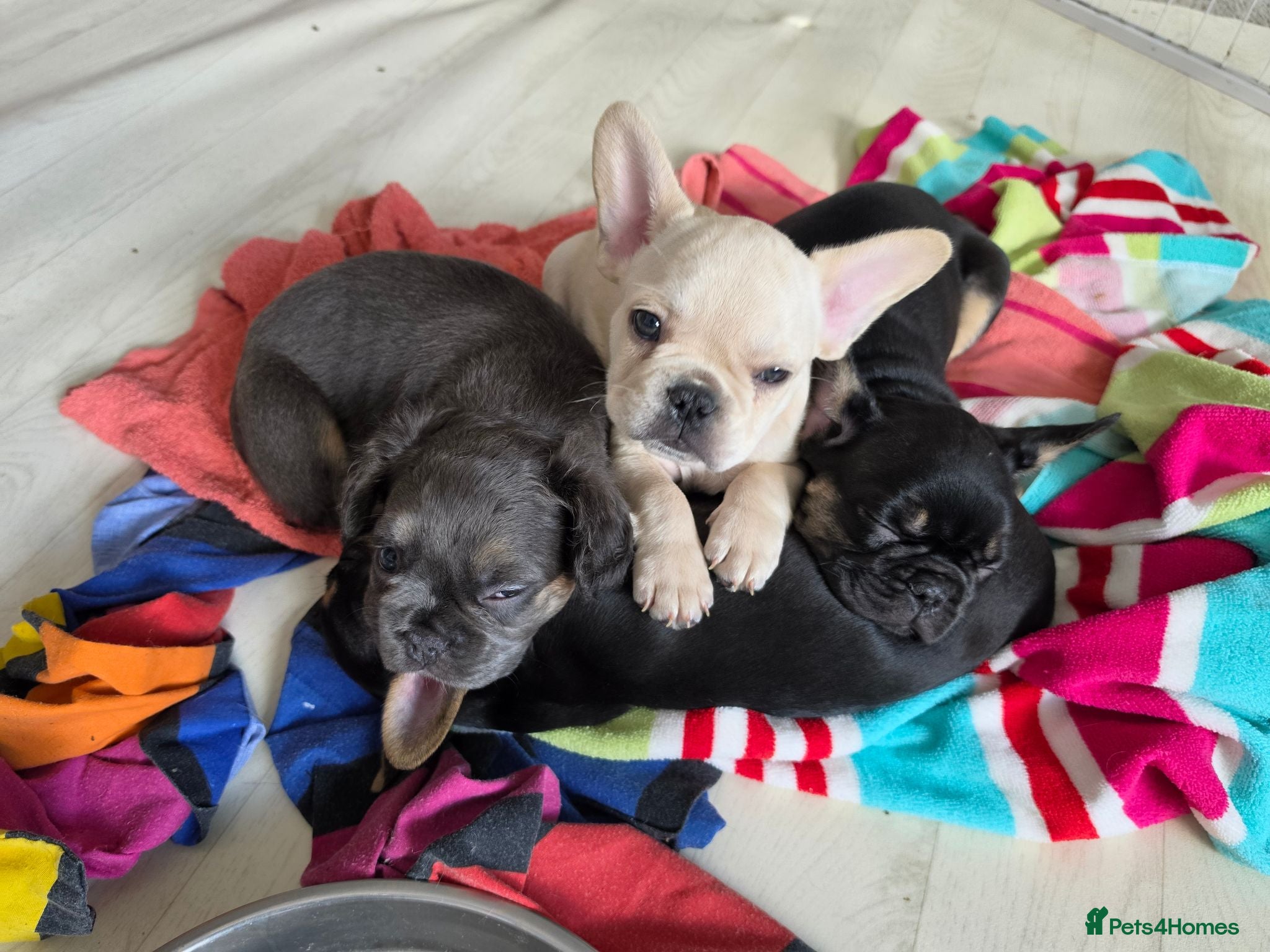 French Bulldog dogs French bulldog Puppies.  - Advert 5