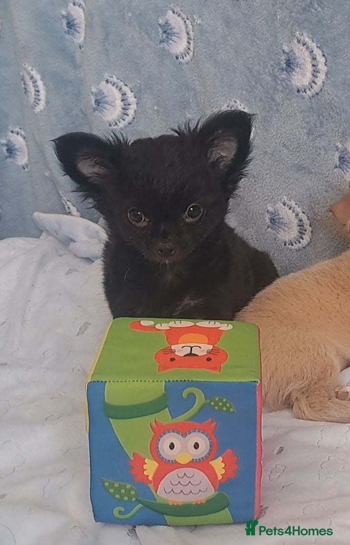 Chihuahua dogs 2 boys left Ready Now Long Coat Chihuahua pups  - Advert 14