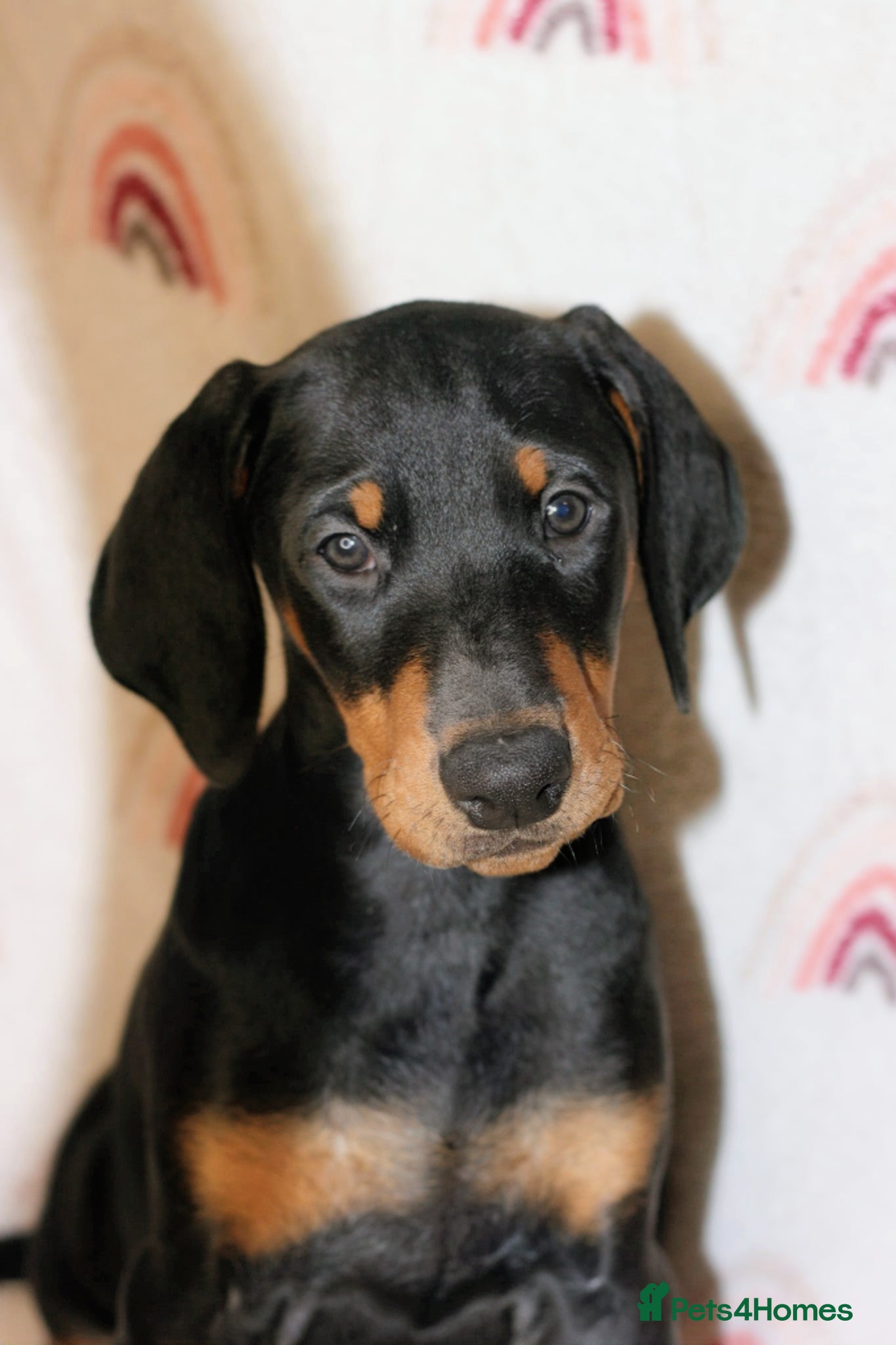 Dobermann dogs Evalesco Dobermanns - Advert 2