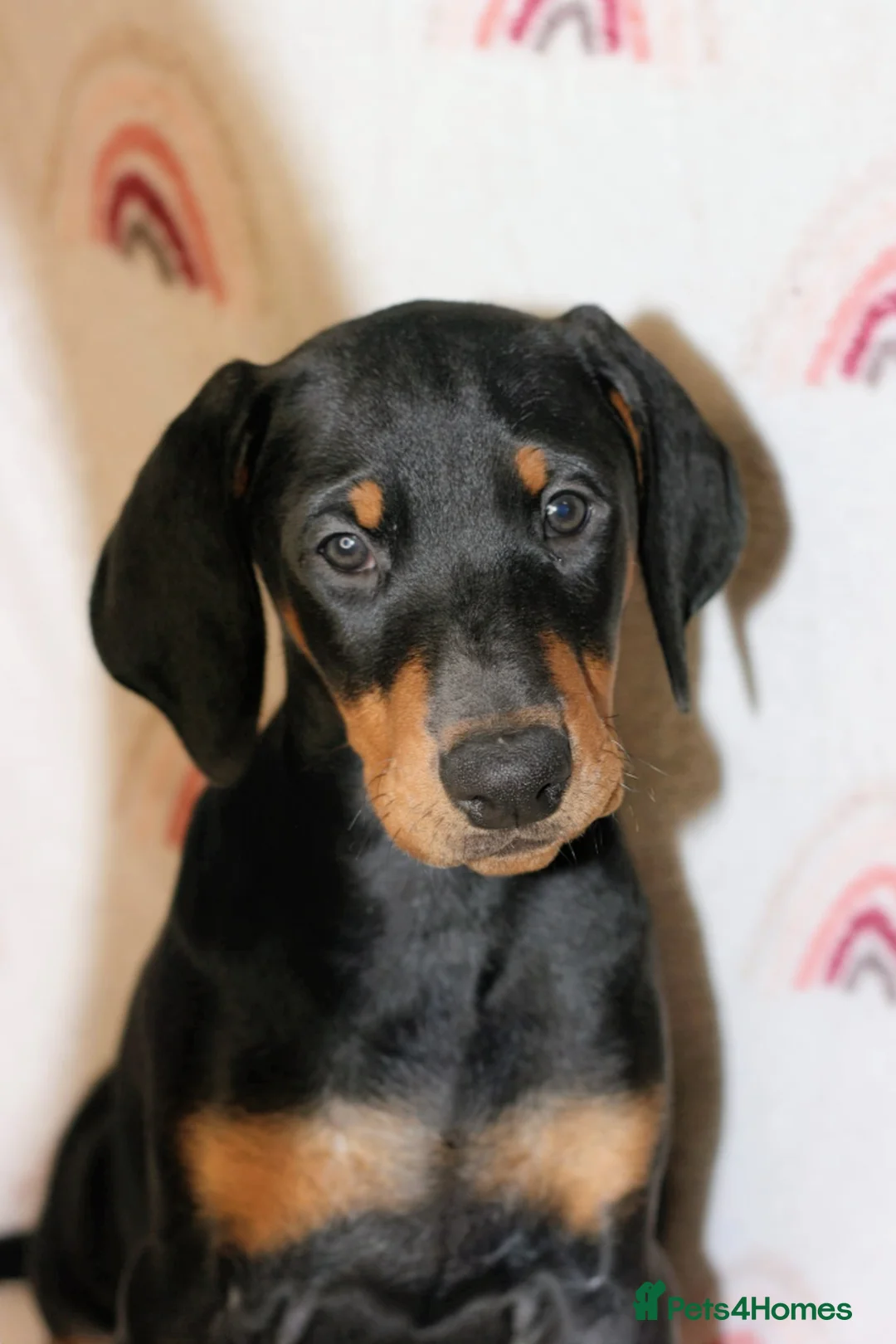 Dobermann dogs for sale: Evalesco Dobermanns - Advert 1