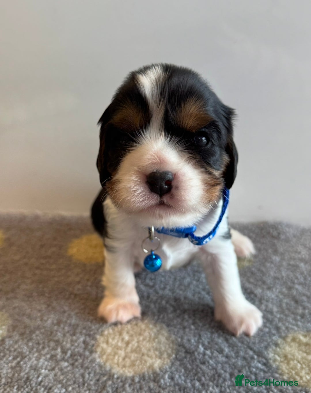 Cavalier King Charles Spaniel dogs for sale: Health tested cavalier King Charles  - Image 10