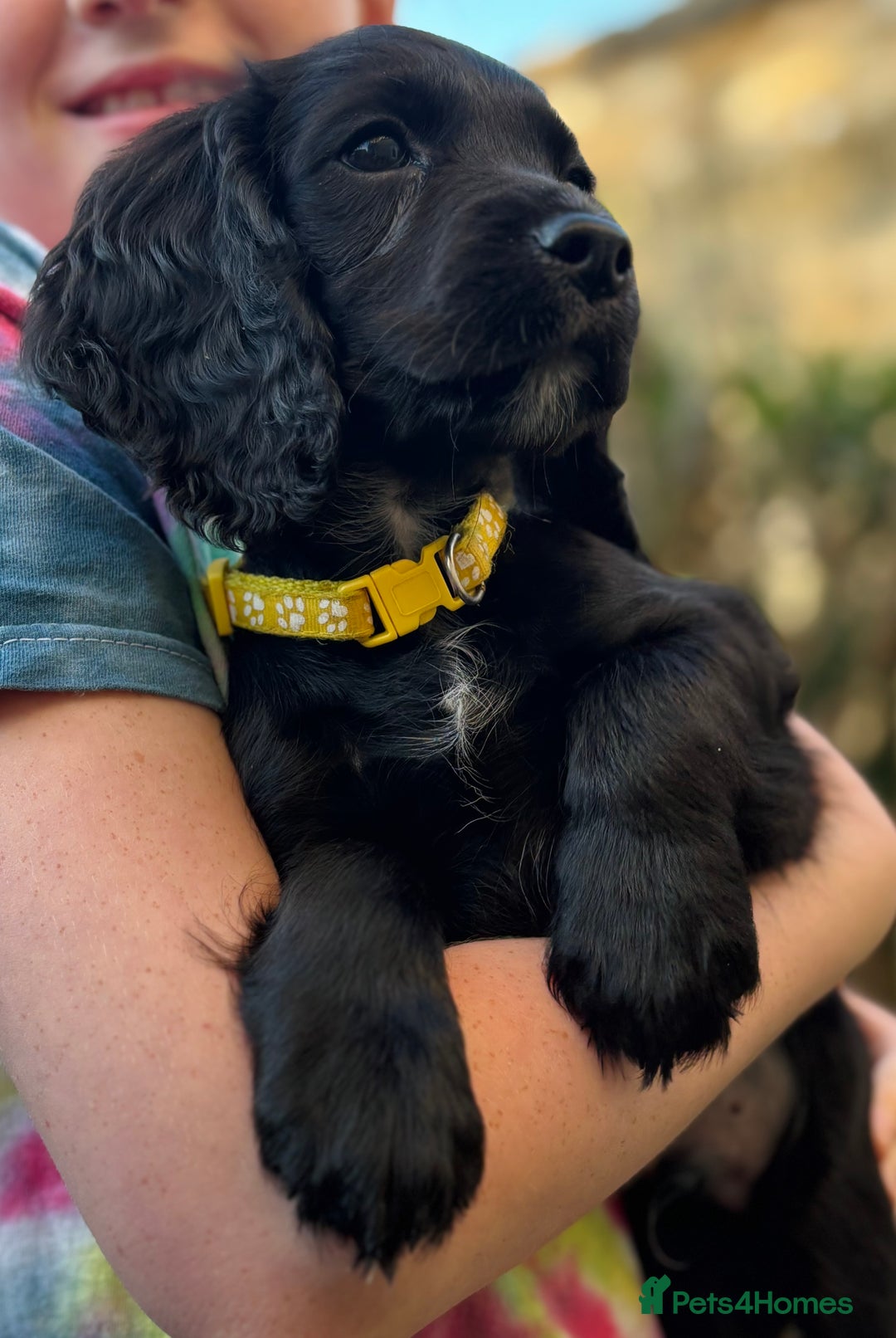 Cocker Spaniel dogs for sale: KC working cocker spaniel puppies - Image 17