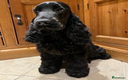 Cocker Spaniel dogs for sale: Retirement home  - Image 4