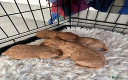 Miniature Poodle dogs for sale: Miniature poodle - Image 14