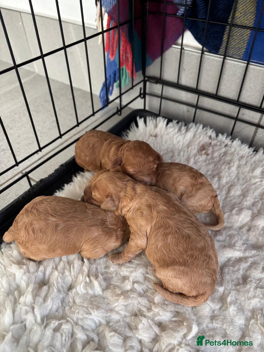 Miniature Poodle dogs for sale: Miniature poodle - Image 14