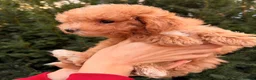 Maltipoo dogs for sale: Gorgeous Red Maltipoo Boys❤️ Ready Now! in Milton Keynes - Advert 8