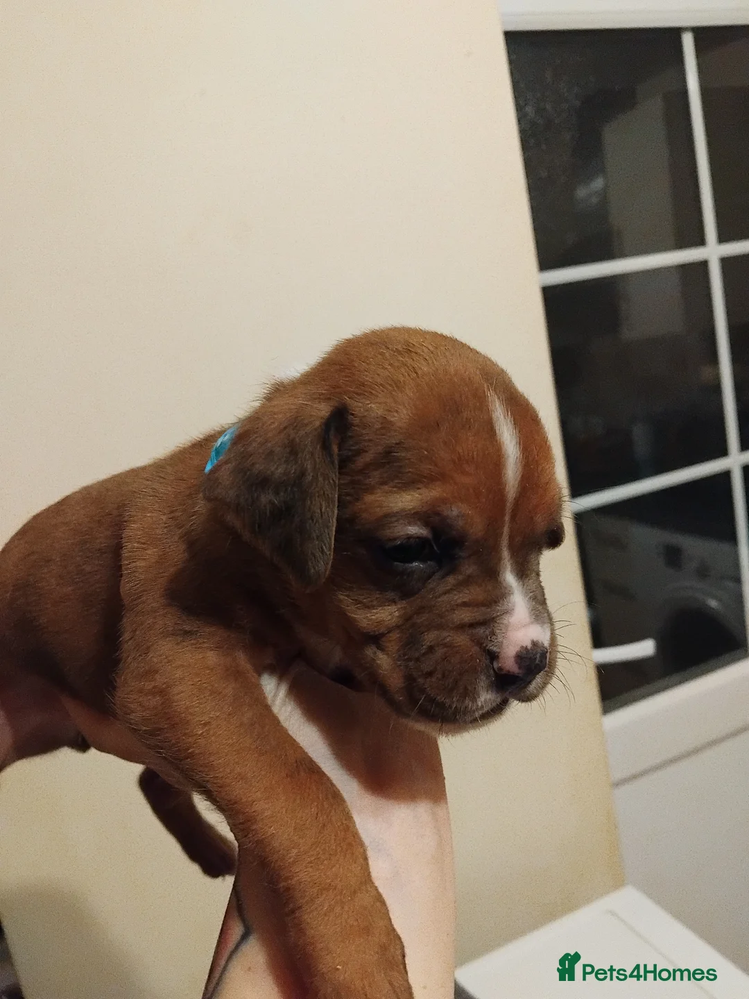 Mixed Breed dogs for sale: Beautiful Boxer x Cane corso puppies - Advert 14