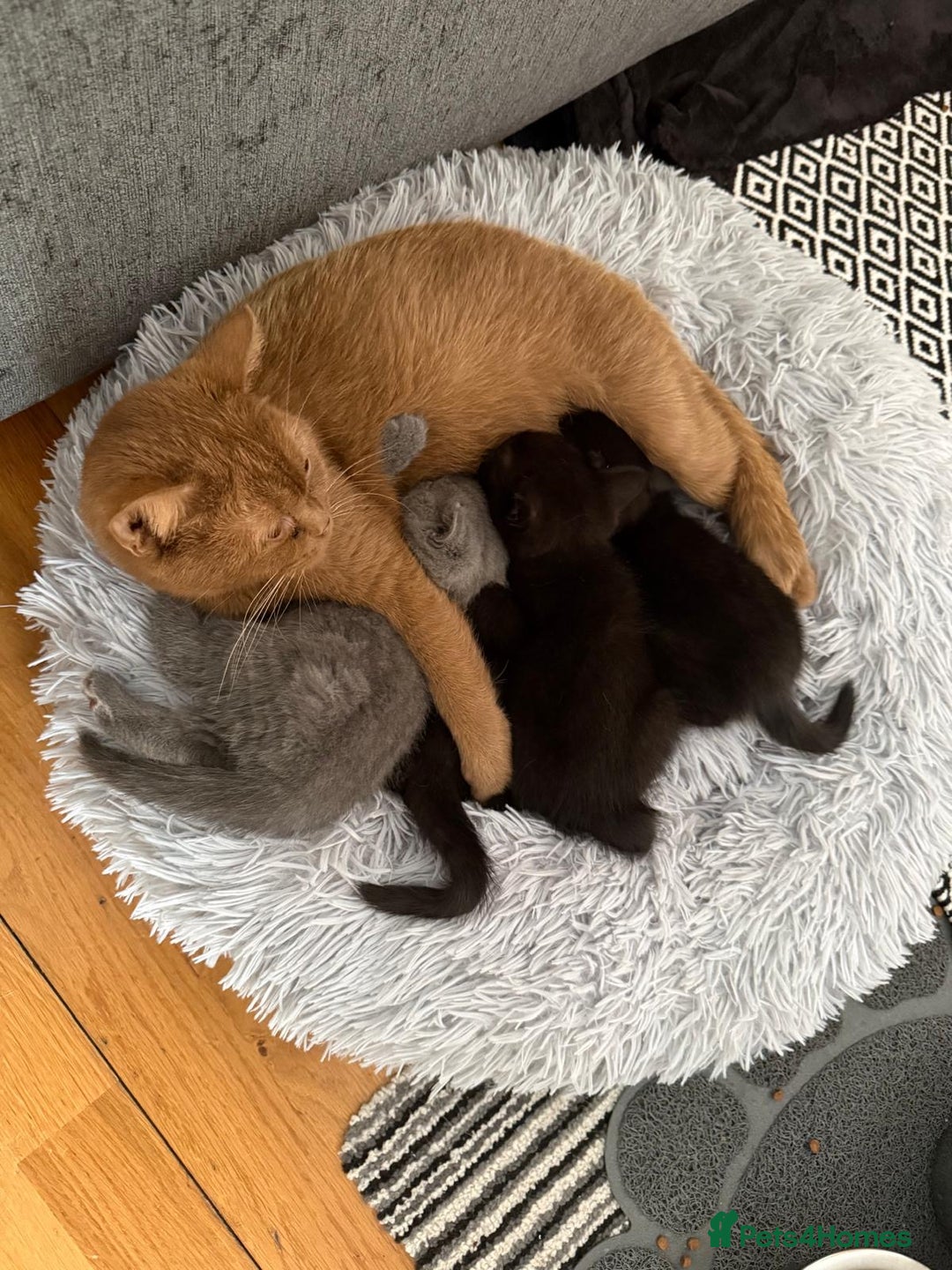 British Shorthair cats for sale: 🐾✨ 4 Tiny Superstars ✨🐾 - Image 2