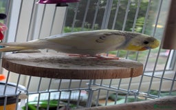Budgerigars birds for sale: Fully tamed 4 budgies with Cage, accessories,food - Image 20