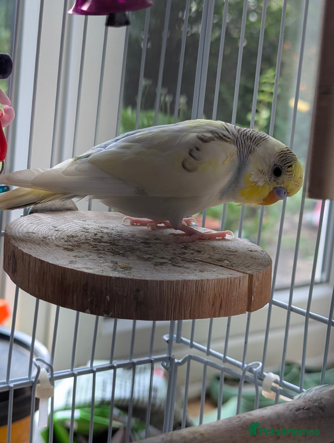 Budgerigars birds for sale: Fully tamed 4 budgies with Cage, accessories,food - Image 20