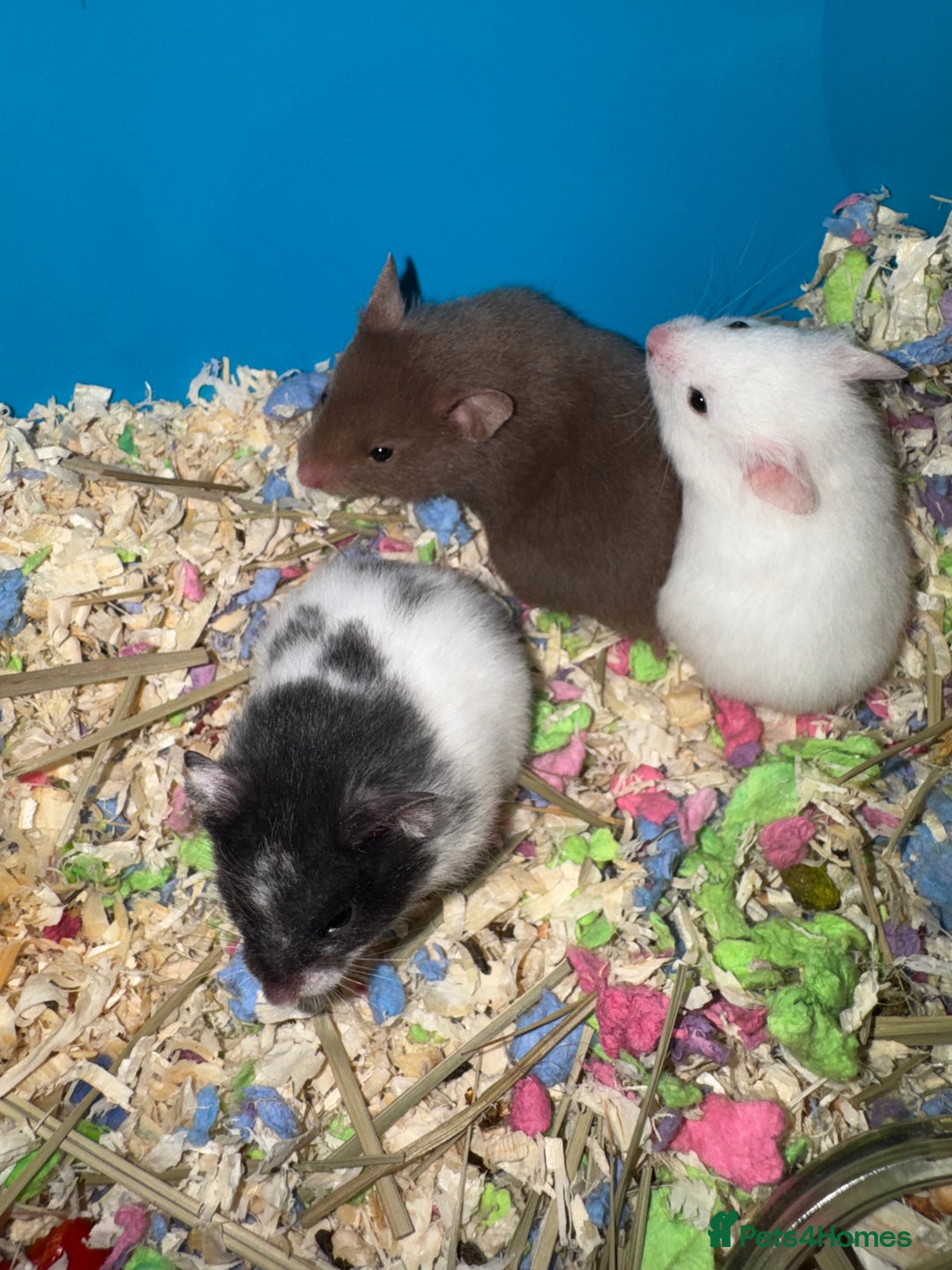 Hamster rodents for sale: Baby hamsters  - Advert 2