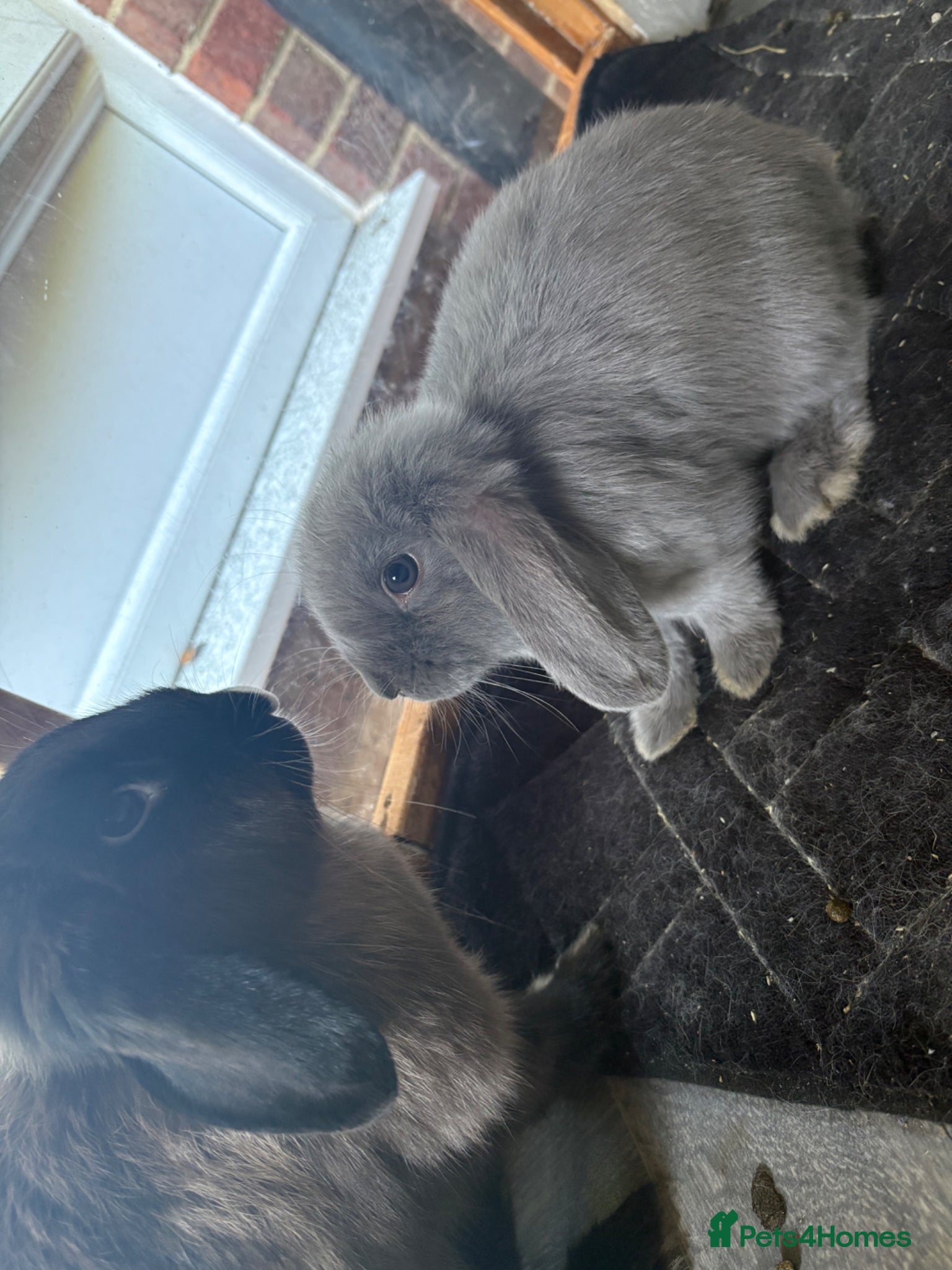 Mini Lop rabbits Mini lop bunnies ready now ❤️🐰 - Advert 7