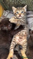 Mixed Breed cats Beautiful kittens 🐈⬛ - Advert 9