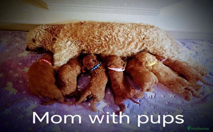 Cockapoo dogs - Advert 1