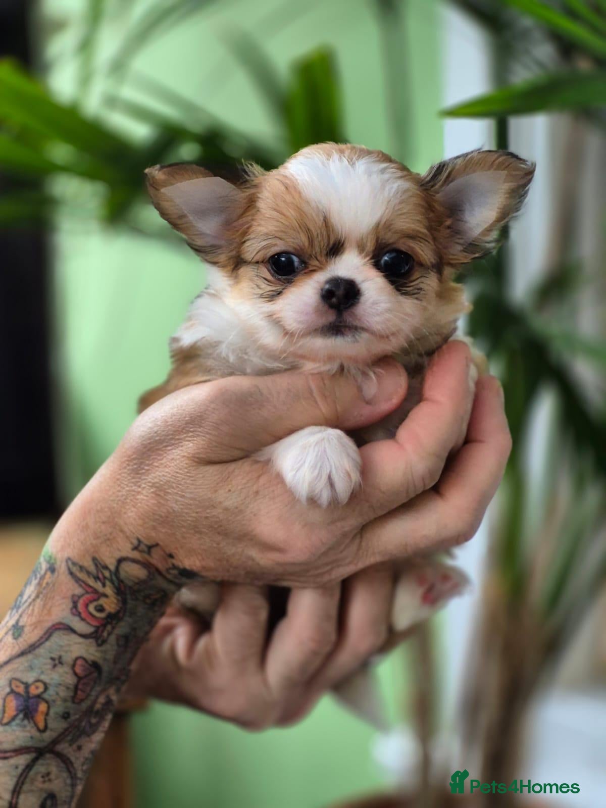 Chihuahua dogs Amazing Longcoat Apple head Chihuahua Puppies - Advert 14
