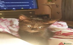 Domestic Shorthair cats for sale: Ghost tabby/ siamese - Image 9