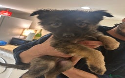 German Shepherd dogs for sale: Blue line German Shepherd’s - Ready today!  - Advert 20