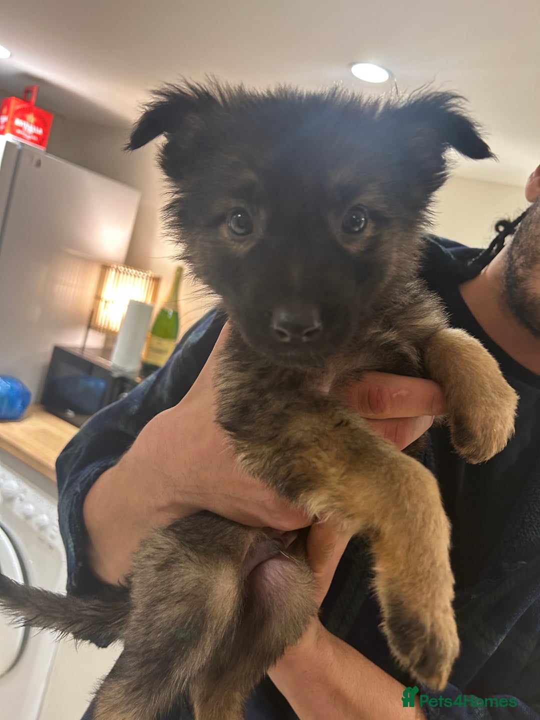 German Shepherd dogs for sale: Blue line German Shepherd’s - Ready today!  - Advert 20