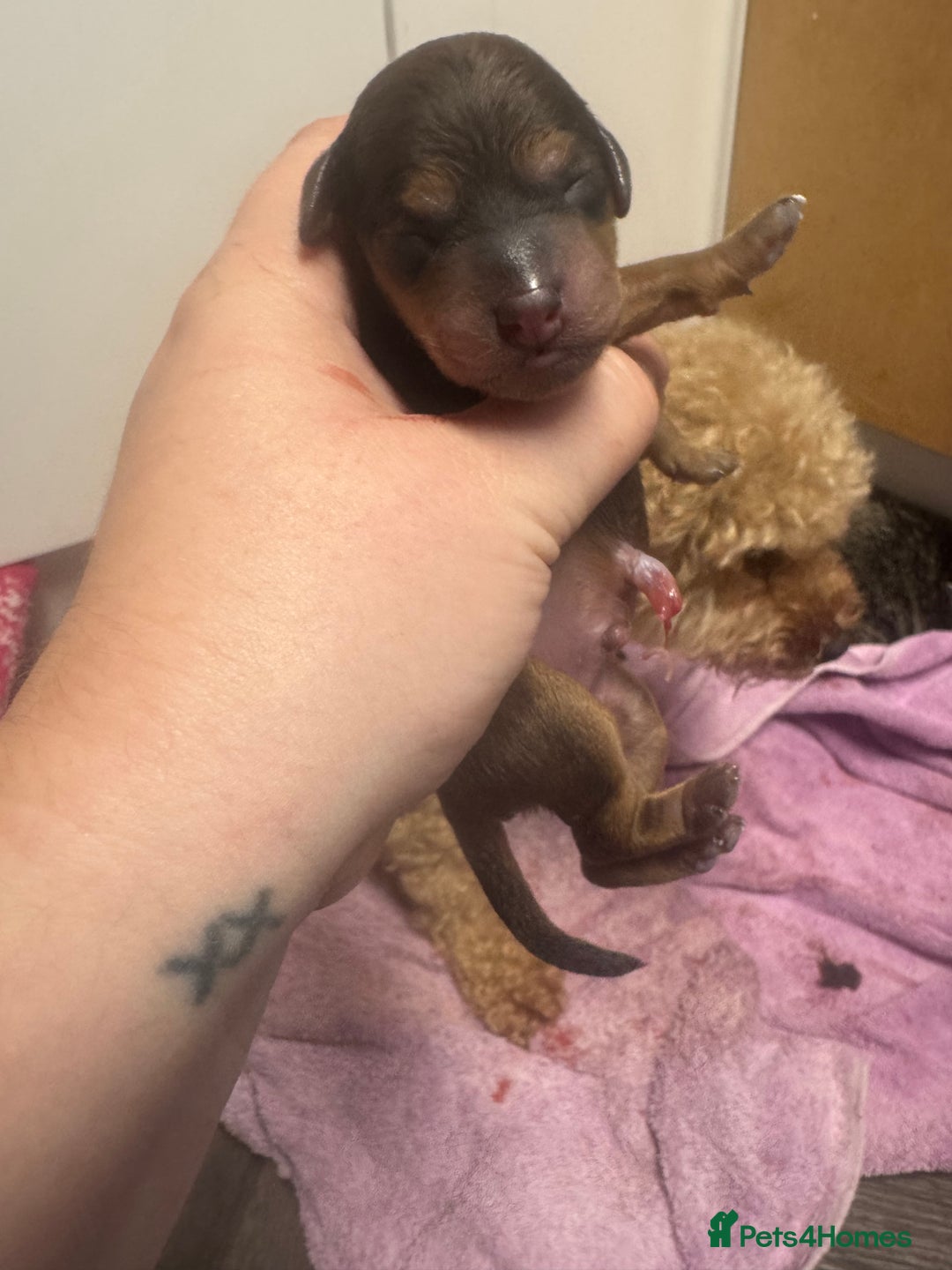 Poochon dogs for sale: Beautiful Poochon Pups Home Bred second litter - Advert 6