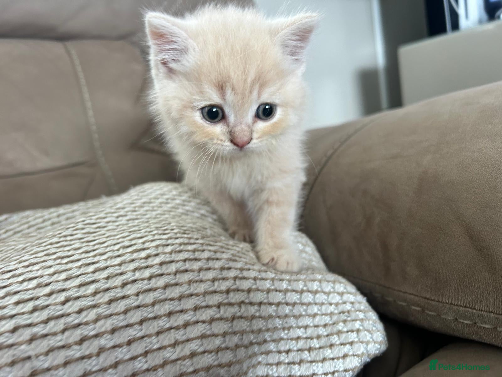 Scottish Fold cats **Last boy left** PUREBRED Scottish fold kittens  - Advert 18
